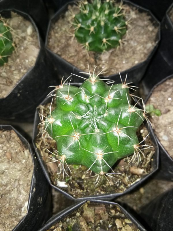 Gymno Baldianum Cactus displaying its unique ribbed texture and spines.