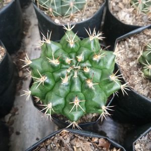 Close-up of Gymno Baldianum Cactus with vibrant green body.