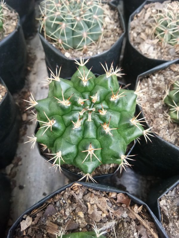 Close-up of Gymno Baldianum Cactus with vibrant green body.