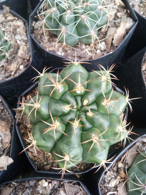 Gymno Baldianum Cactus showing its beautiful pink flowers in bloom.