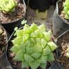Close-up of Haworthia Cooperii succulent with translucent leaves and intricate window-like patterns in a decorative pot.