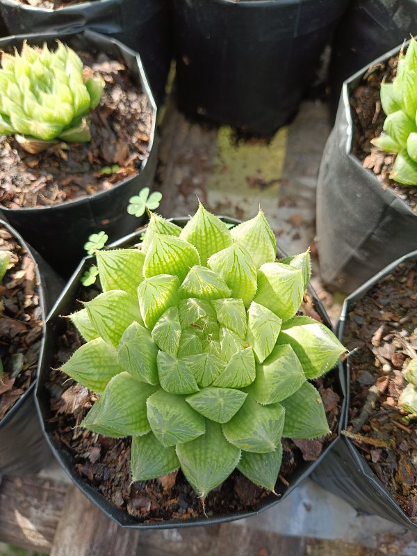 Close-up of Haworthia Cooperii succulent with translucent leaves and intricate window-like patterns in a decorative pot.