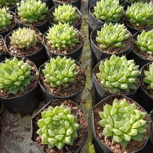 Haworthia Cooperii succulent plant showcased in a stylish container, adding natural elegance to any space.