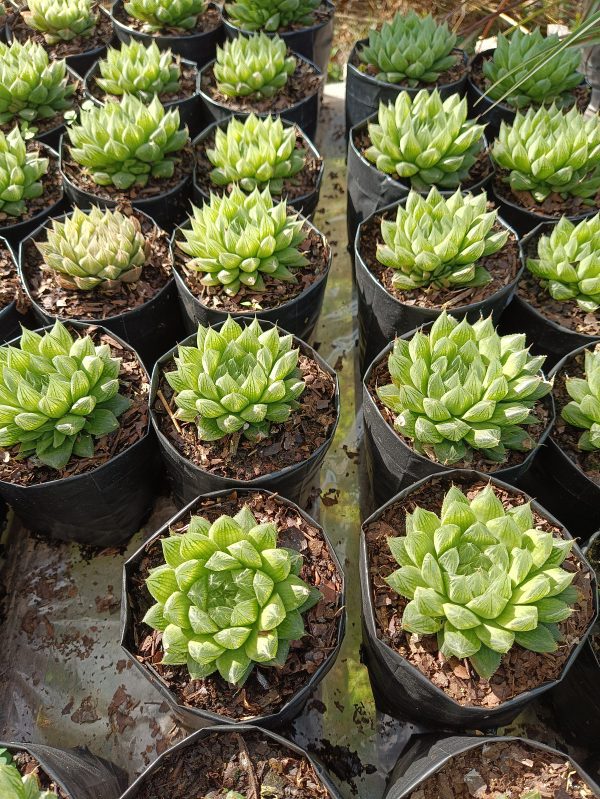 Haworthia Cooperii succulent plant showcased in a stylish container, adding natural elegance to any space.