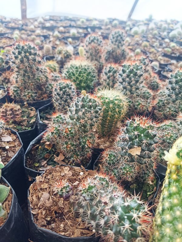 Mammillaria Voburnensis Cactus showcasing its unique form and spines.