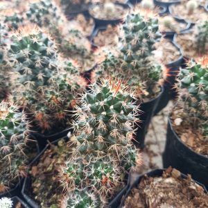 Close-up of Mammillaria Voburnensis Cactus with intricate white spines.