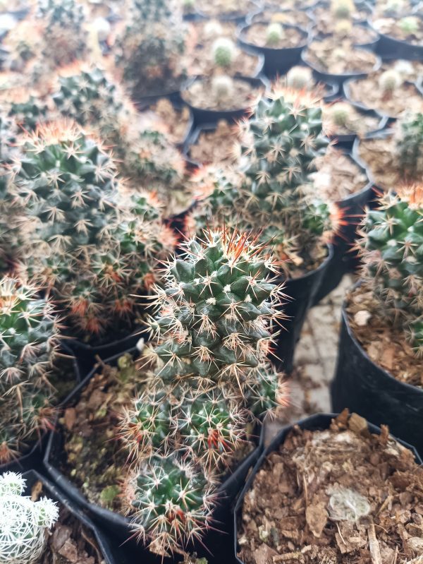 Close-up of Mammillaria Voburnensis Cactus with intricate white spines.