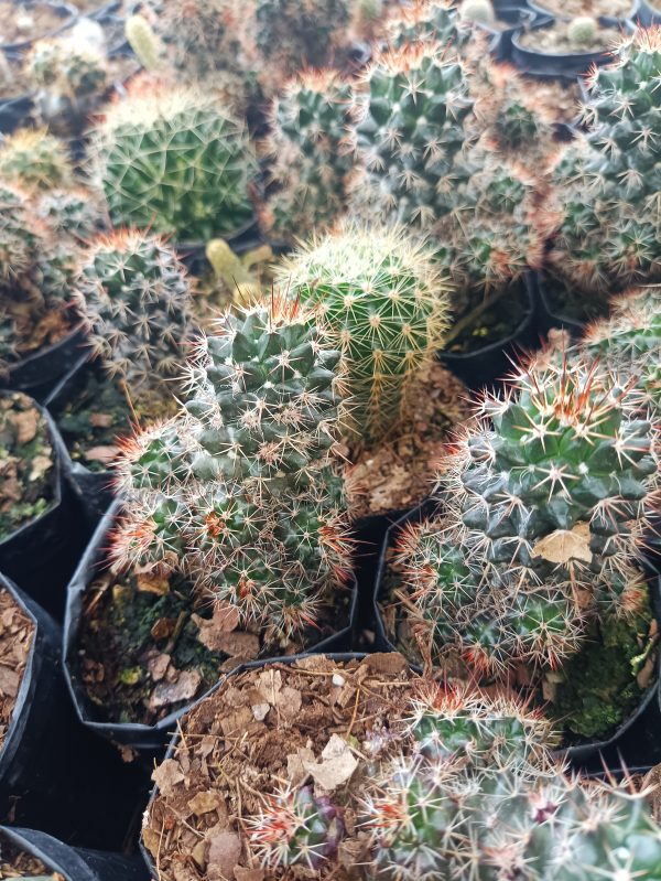 Mammillaria Voburnensis Cactus displaying its charming red flowers.