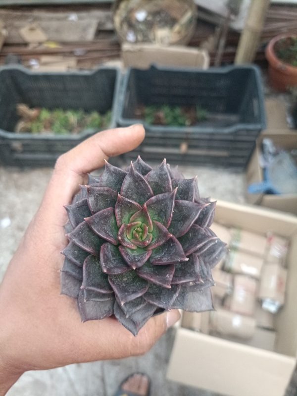 Close-up of Echeveria Black Prince's dark, rosette-shaped leaves, adding a dramatic touch to any space.