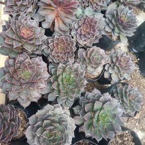 A beautiful Echeveria Black Prince plant, showcasing its deep, almost black foliage, perfect for home or office decor.