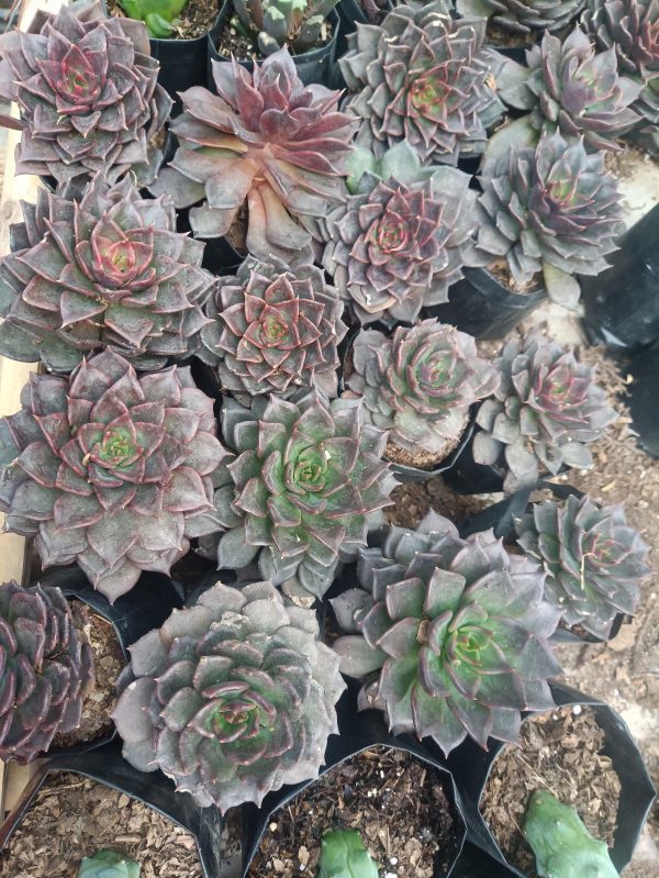 A beautiful Echeveria Black Prince plant, showcasing its deep, almost black foliage, perfect for home or office decor.