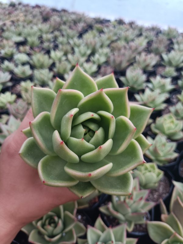 Close-up of Hybrid Echeveria Agavoid succulent with vibrant red-tipped leaves in a decorative pot.