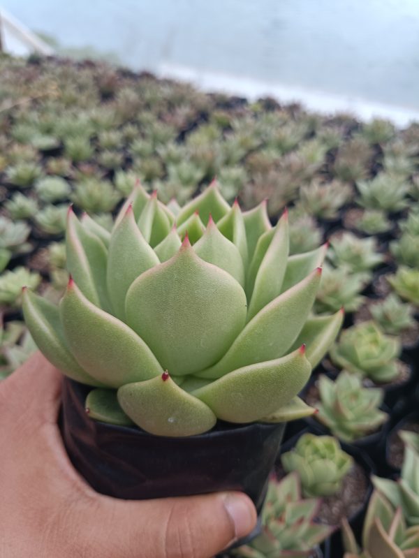 Hybrid Echeveria Agavoid succulent plant showcased in a stylish container, adding elegance to any space.