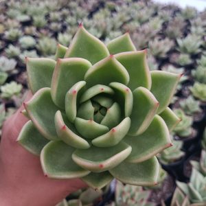 Vibrant Hybrid Echeveria Agavoid succulent with striking red tips, perfect for indoor or outdoor decor.