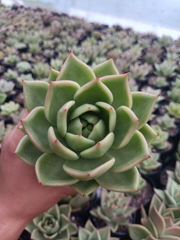 Vibrant Hybrid Echeveria Agavoid succulent with striking red tips, perfect for indoor or outdoor decor.