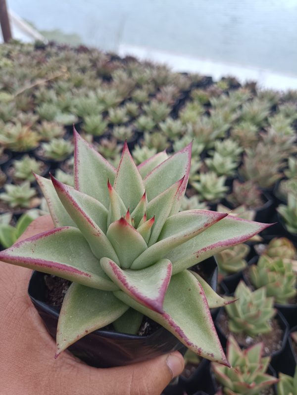 Close-up of vibrant Hybrid Agavoid succulent with red-tipped leaves in a decorative pot.