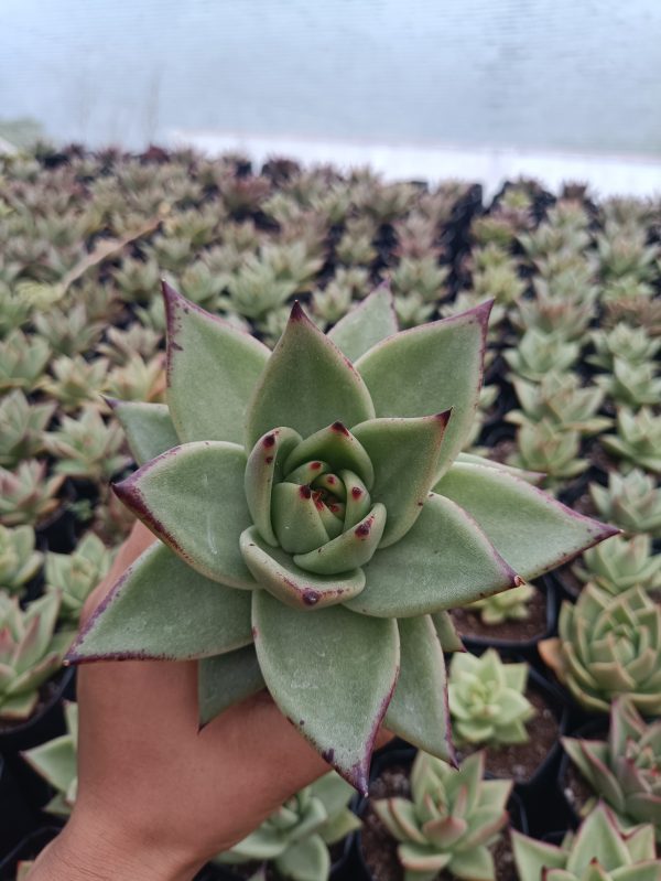 Close-up of Hybrid Ebony Echeveria succulent with dark, glossy leaves in a decorative pot.