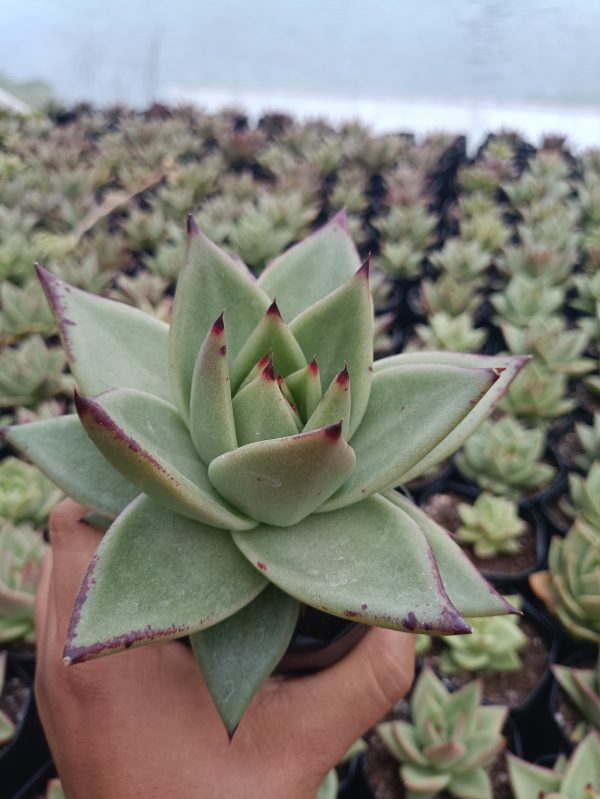 Hybrid Ebony Echeveria succulent plant showcased in a stylish container, adding elegance to any space.