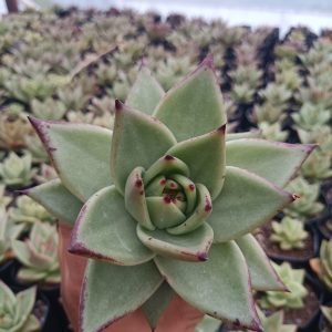 Dark-colored Hybrid Ebony Echeveria succulent with striking rosette formation, perfect for indoor or outdoor decor.