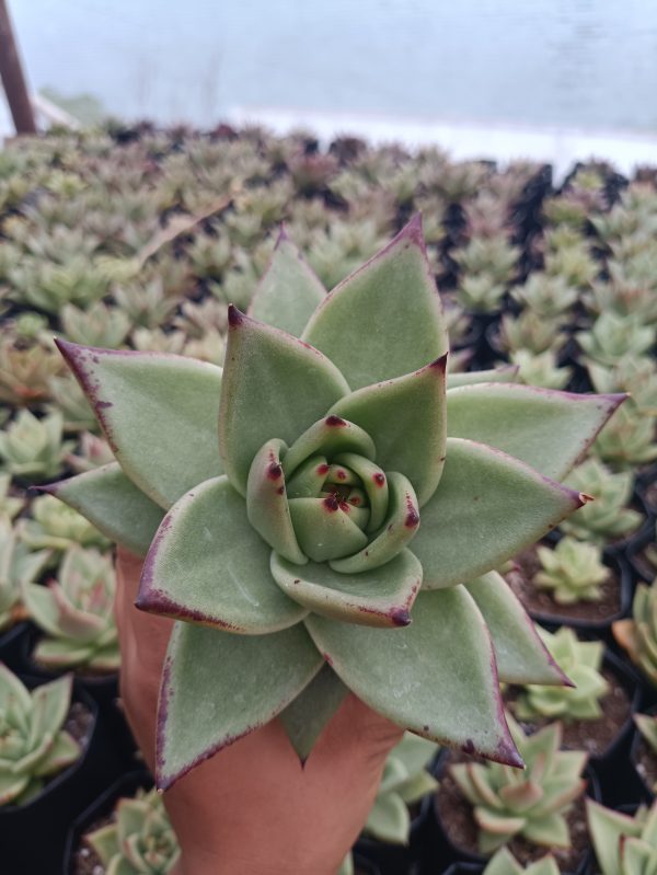 Dark-colored Hybrid Ebony Echeveria succulent with striking rosette formation, perfect for indoor or outdoor decor.