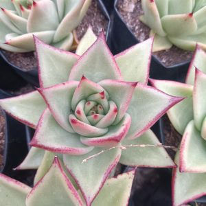 Colorful Hybrid Agavoid succulent with striking red tips, perfect for indoor or outdoor decor.
