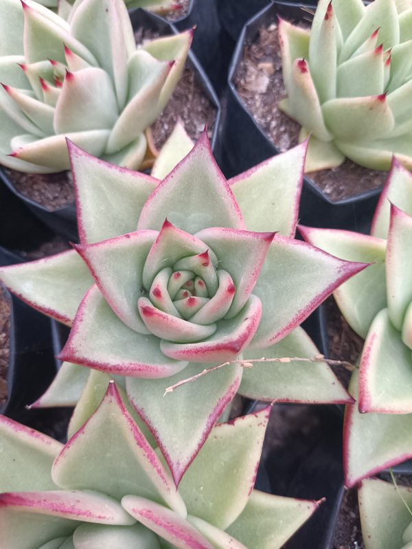 Colorful Hybrid Agavoid succulent with striking red tips, perfect for indoor or outdoor decor.