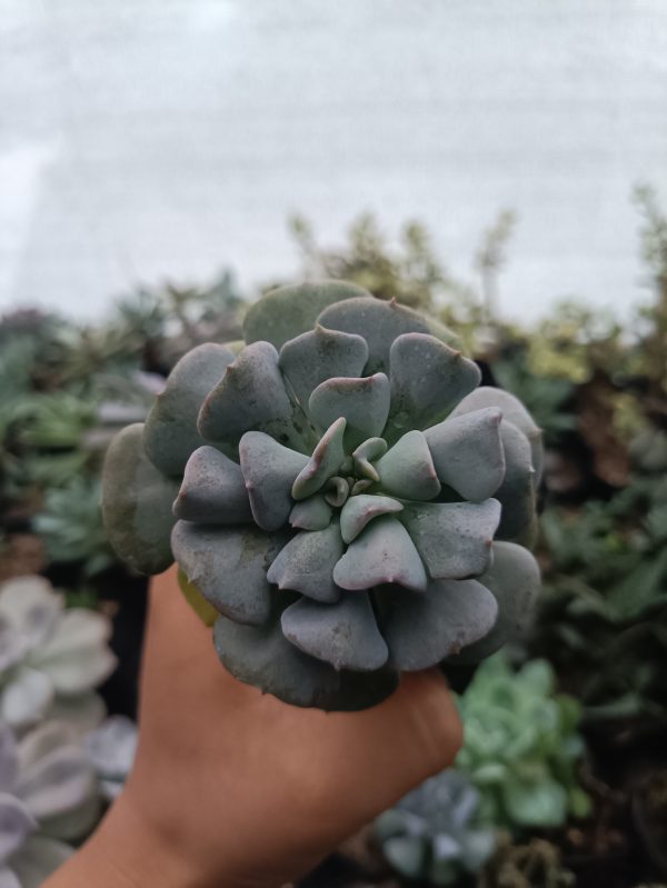 Eye-catching image of Cubic Frost succulent, displaying its compact growth and elegant appearance.