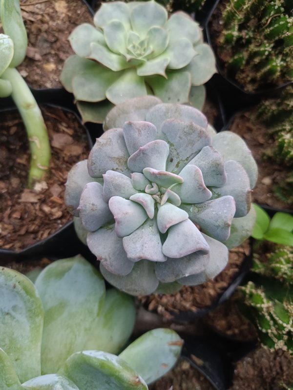 Detailed view of Frosted Cube Plant, highlighting its unique leaf structure and powdery texture.