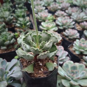 Adromischus Cristatus, the Key Lime Pie Plant, featuring distinct wavy leaves, available at a low price on Frek.in.