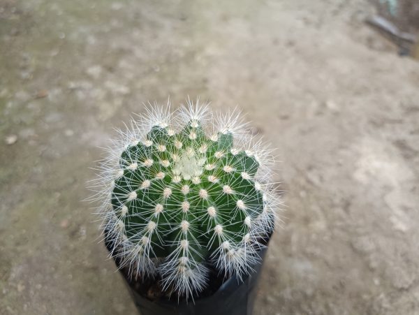 Close-up of Parodia Scopta Cactus's spherical shape.