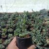 Corpuscularia Lehmannii Non-Variegated succulent plant with cylindrical, blue-green leaves, ideal for home and office decor.