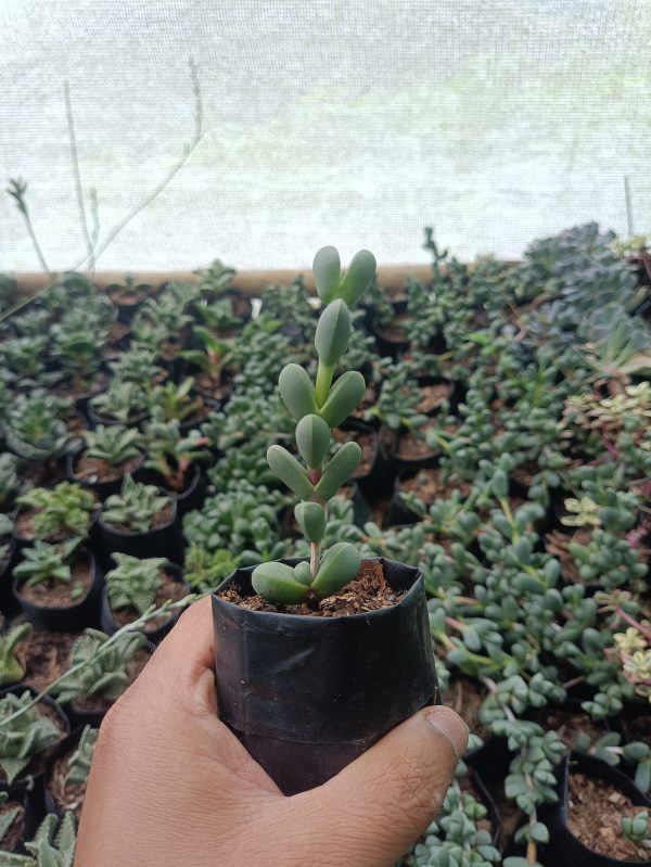 Corpuscularia Lehmannii Non-Variegated succulent plant with cylindrical, blue-green leaves, ideal for home and office decor.