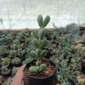 Unique Corpuscularia Lehmannii Non-Variegated, also known as the Ice Plant, a stunning addition to any succulent collection.