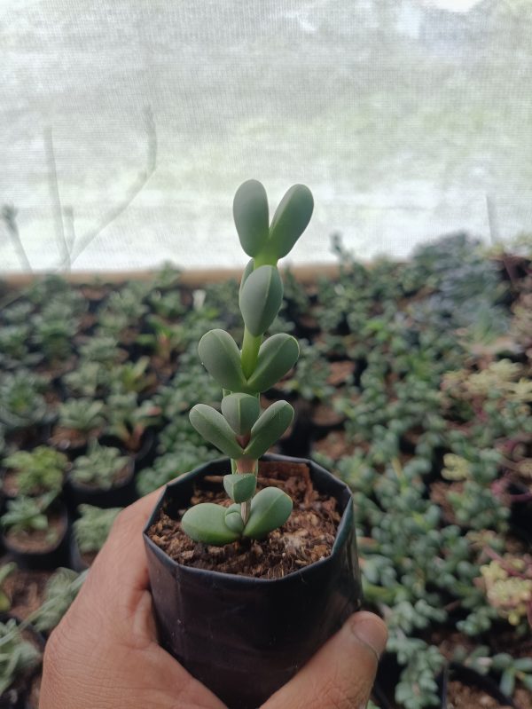 Unique Corpuscularia Lehmannii Non-Variegated, also known as the Ice Plant, a stunning addition to any succulent collection.