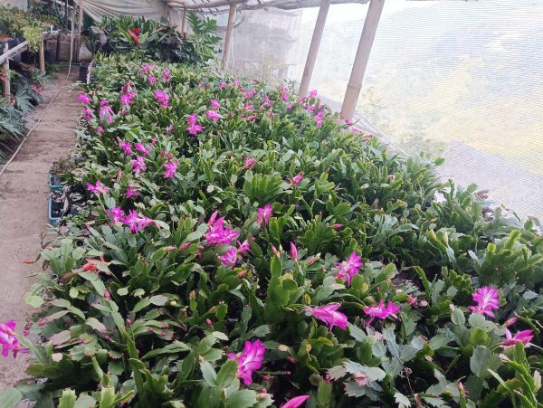 Close-up of vibrant Zygo Christmas Cactus Purple flowers.