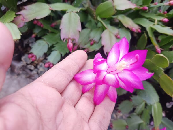 Zygo Christmas Cactus Purple with cascading stems.