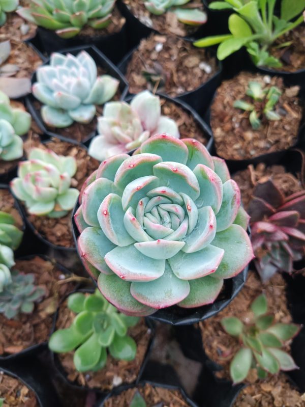 Close-up of White Mexican Elegance Rose succulent, showcasing its delicate white rosettes resembling miniature roses.