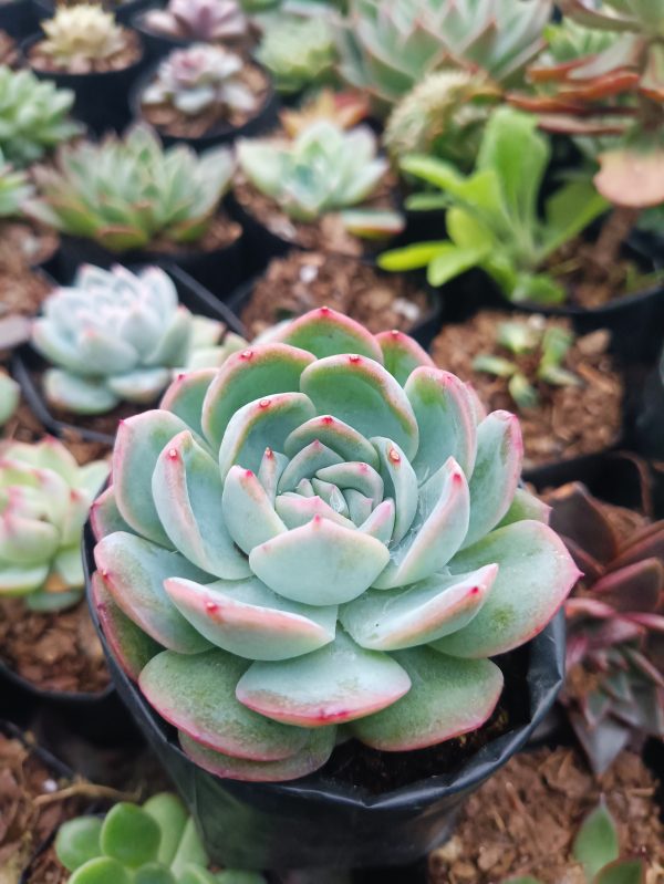 White Mexican Elegance Rose succulent plant, perfect for adding elegance to your indoor or outdoor garden.