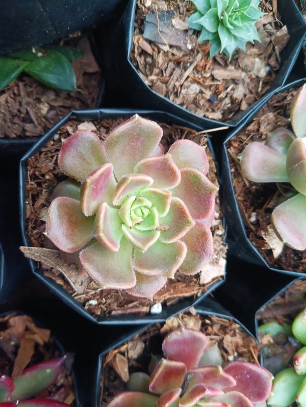 "Close-up of Echeveria Brown Rose, showcasing its rich chocolate-colored leaves in a tight rosette.