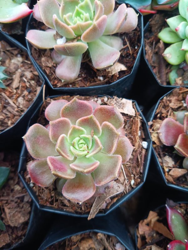 Detailed view of the Brown Rose Echeveria, highlighting its compact growth and deep earthy hues.