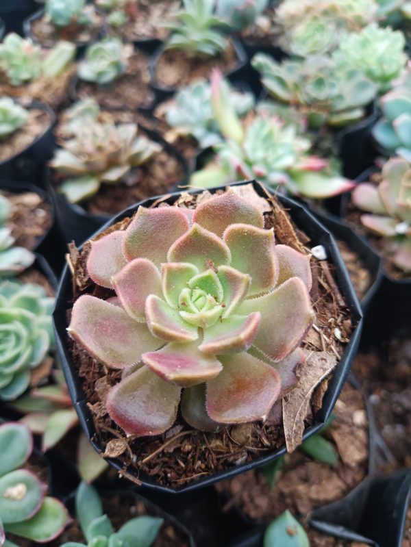 Eye-catching image of Echeveria Brown Rose, displaying its elegant foliage and sophisticated appearance.