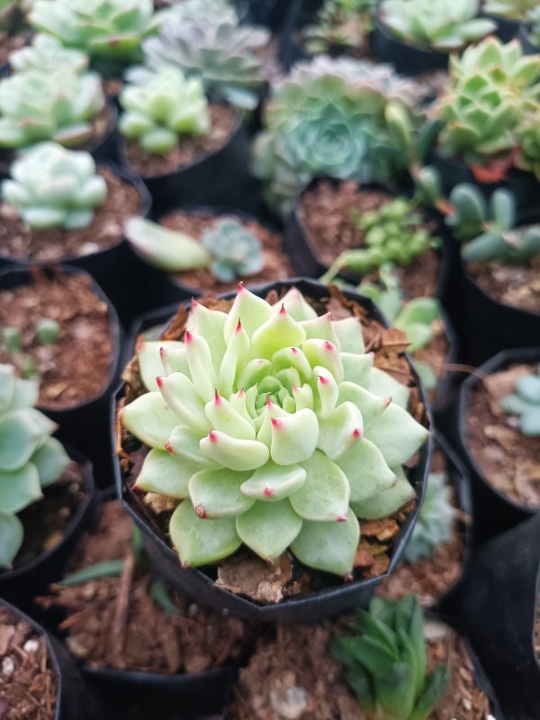 Eye-catching image of Echeveria Cuspidata Hybrid, featuring its elegant foliage and captivating beauty