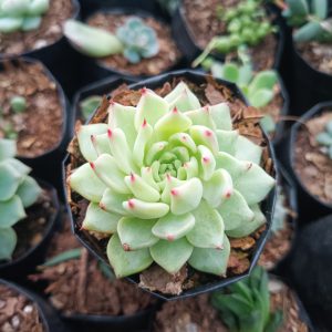 Detailed view of the Cuspidata Hybrid Echeveria, showcasing its compact rosette form and unique coloration