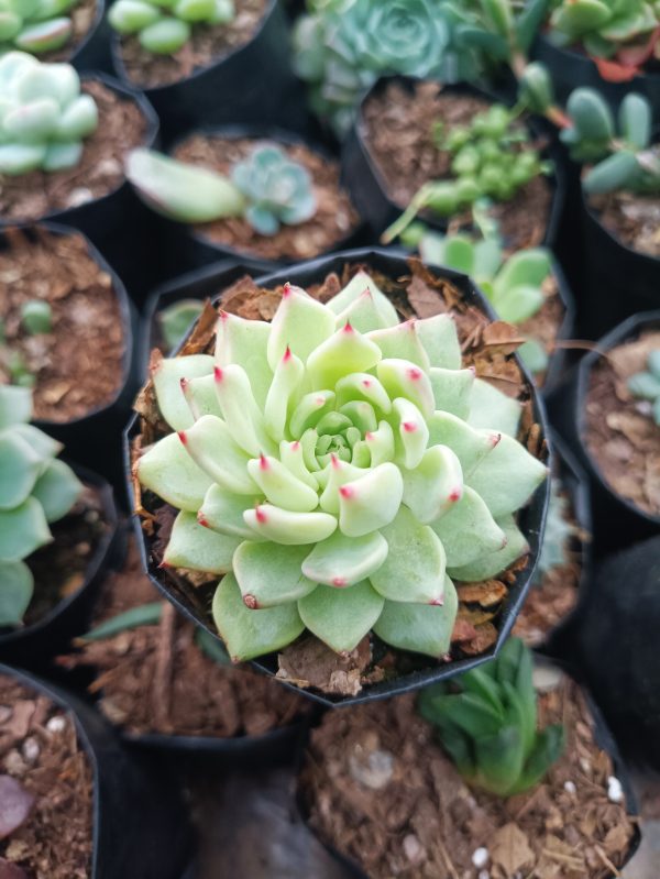 Detailed view of the Cuspidata Hybrid Echeveria, showcasing its compact rosette form and unique coloration