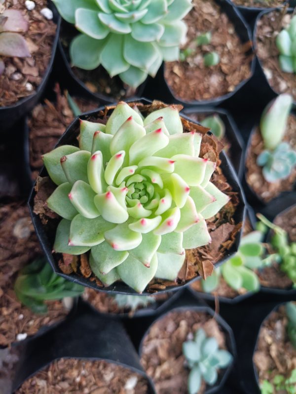 Close-up of Echeveria Cuspidata Hybrid, displaying its spoon-shaped leaves in various shades of blue-green and purple