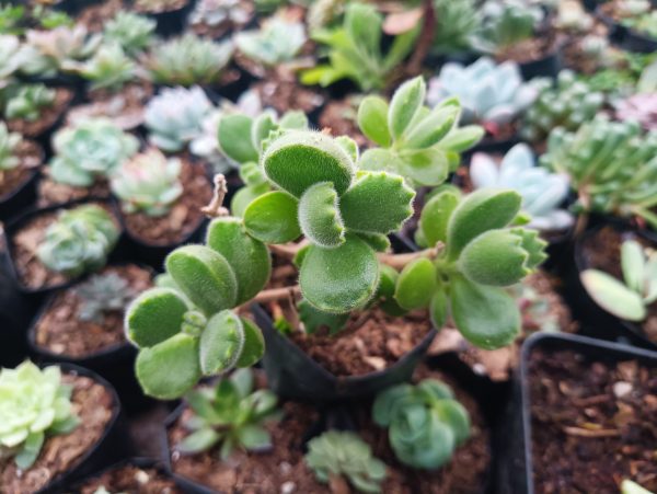 An overhead view of a Bear's Paw succulent, featuring its fuzzy textured leaves and compact growth habit.