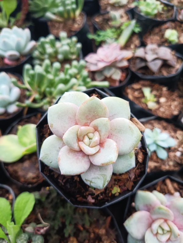 Eye-catching image of Echeveria German Champagne, featuring its elegant foliage and captivating coloration