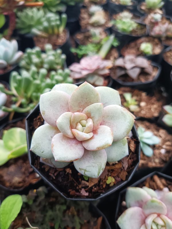 Detailed view of the German Champagne Echeveria, highlighting its compact rosette form and striking color contrast
