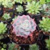 Hybrid Echeveria Orient succulent plant showcasing its vibrant colors and unique rosette formation