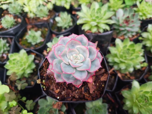 Hybrid Echeveria Orient succulent plant showcasing its vibrant colors and unique rosette formation